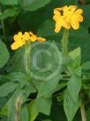 Crossandra infundibuliformis