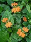 Crossandra infundibuliformis