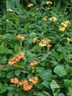 Crossandra infundibuliformis