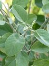 Crotalaria cunninghamii