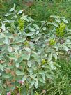 Crotalaria cunninghamii