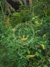 Crotalaria pallida