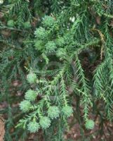 Cryptomeria japonica