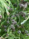 Cryptomeria japonica