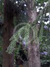 Cryptomeria japonica