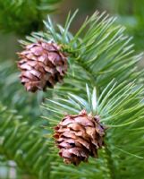 Cunninghamia lanceolata