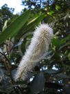 Cunonia capensis