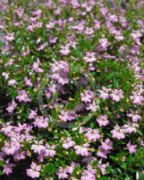 Cuphea hyssopifolia Rob's Mauve