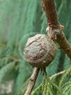 Cupressus cashmeriana