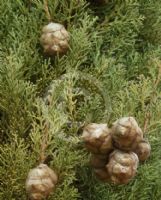 Cupressus sempervirens Stricta