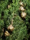 Cupressus sempervirens Stricta