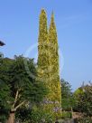 Cupressus sempervirens Swane's Gold