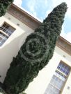 Cupressus sempervirens