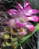 Curcuma zedoaria