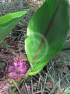 Curcuma zedoaria