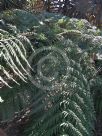 Cyathea australis