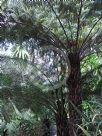 Cyathea australis