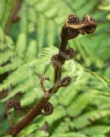 Cyathea leichhardtiana