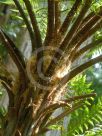 Cyathea leichhardtiana