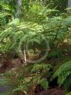 Cyathea leichhardtiana