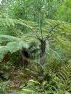 Cyathea leichhardtiana