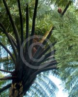 Cyathea medullaris