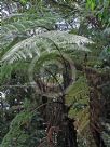 Cyathea medullaris