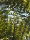 Cyathea rebeccae