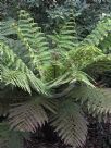 Cyathea smithii