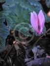 Cyclamen hederifolium