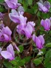 Cyclamen hederifolium