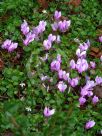 Cyclamen hederifolium