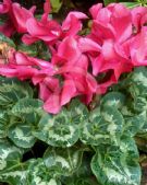 Cyclamen persicum