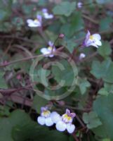 Cymbalaria muralis