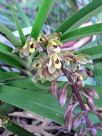 Cymbidium suave