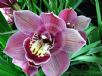 Cymbidium