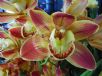 Cymbidium