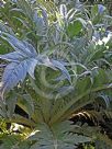 Cynara cardunculus Scolymus Group