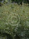 Cynara cardunculus Scolymus Group