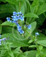 Cynoglossum amabile