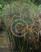 Cyperus papyrus