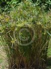 Cyperus textilis