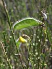 Cytisus scoparius