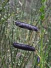 Cytisus scoparius