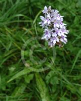 Dactylorhiza fuchsii