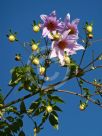 Dahlia imperialis