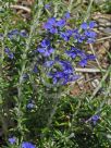 Dampiera rosmarinifolia