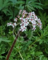 Darmera peltata