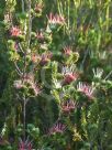 Darwinia fascicularis