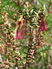 Darwinia macrostegia